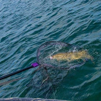 Wychwood Agitator Predator HD Nets